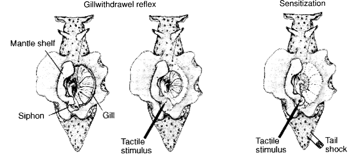 Three drawings of Aplysia: the gill under the mantle shelf; the gill pulled in after a touch to the siphon; a larger withdrawal after the touch is paired with a tail shock.